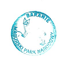 498_stemple_baranie-2