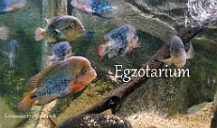 2019_03_17_Sosnowiec_Egzotarium
