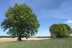 255_iP_210530_IMG_2474