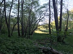 522_iP_210530_IMG_2585