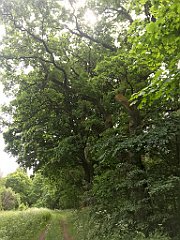 121_iP_210615_IMG_2653