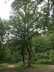 131_iP_210615_IMG_2663