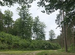 133_iP_210615_IMG_2666