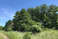 271_iP_210615_IMG_2708