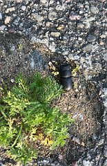 548_iP_210615_IMG_2786