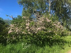 455_iP_220531_IMG_5921